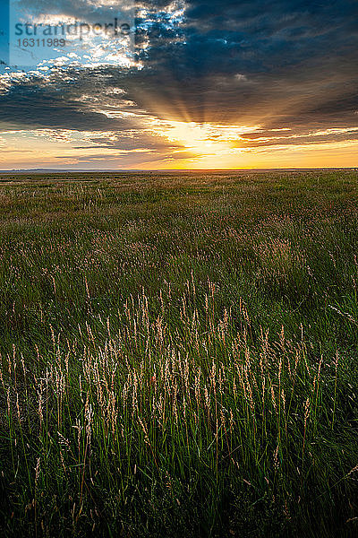 USA  South Dakota  Prärie-Rasenplatz bei Sonnenuntergang