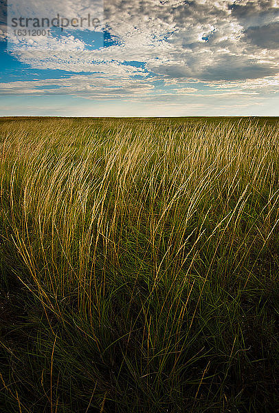 USA  South Dakota  Feld mit hohem Präriegras