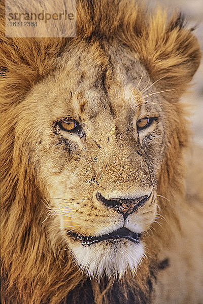 Afrika  Tansania  Leiter des männlichen Afrikanischen Löwen (Panthera leo)