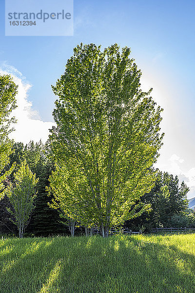 USA  Idaho  Bellevue  Sonne scheint durch grünen Baum  der im Feld wächst