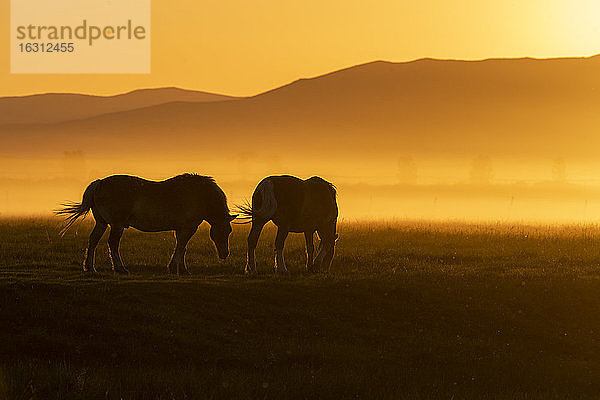 USA  Idaho  Sun Valley  Pferde grasen Gras bei Sonnenuntergang