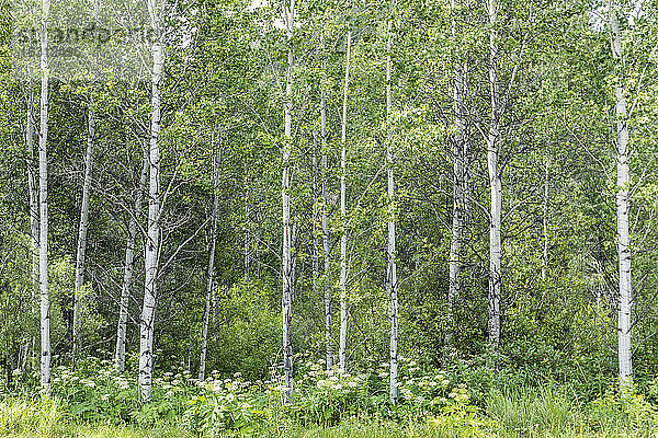 USA  Idaho  Sun Valley  im Wald wachsende Aspen-Bäume
