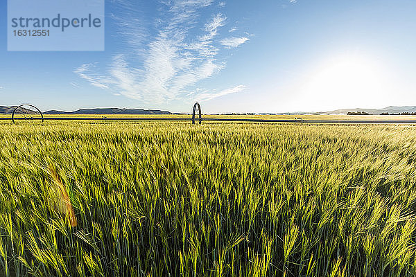 USA  Idaho  Sun Valley  Weizenfeld im Sommer