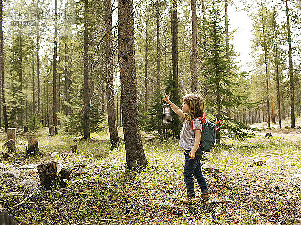 Mädchen (4-5) geht mit Laterne im Wald spazieren  Wasatch-Cache National Forest