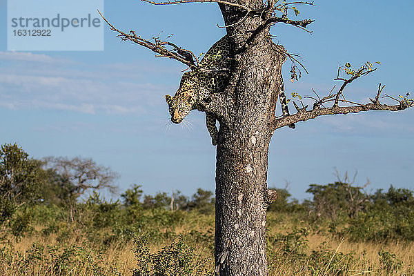 Ein Leopard  Panthera pardus  blickt nach unten  bevor er aus einem Baum springt.