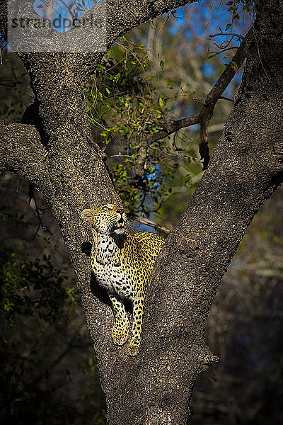 Ein Leopardenweibchen  Panthera pardus  steht in der Gabelung eines Baumes und blickt nach oben.