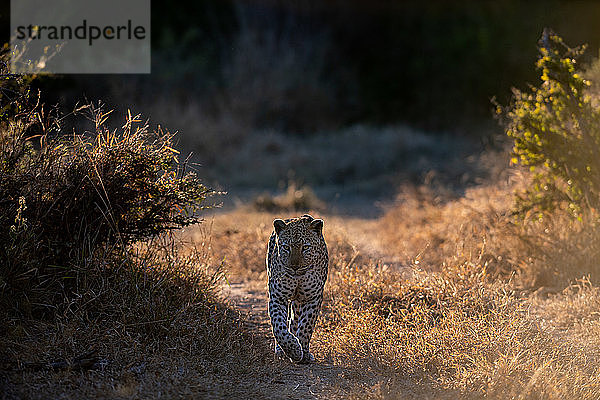 Ein Leopardenmännchen  Panthera pardus  geht auf die Kamera zu  im Gegenlicht  die Pfote erhoben