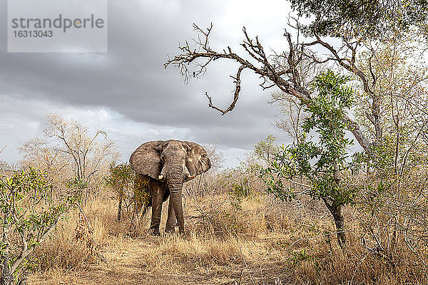 Ein Elefant  Loxodonta africana  steht im trockenen Gras  Gewitterwolken am Himmel