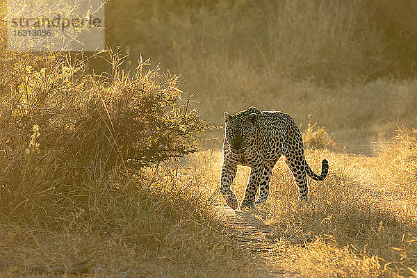Ein Leopard  Panthera pardus  läuft im kurzen Gras in goldenem Licht  im Gegenlicht.