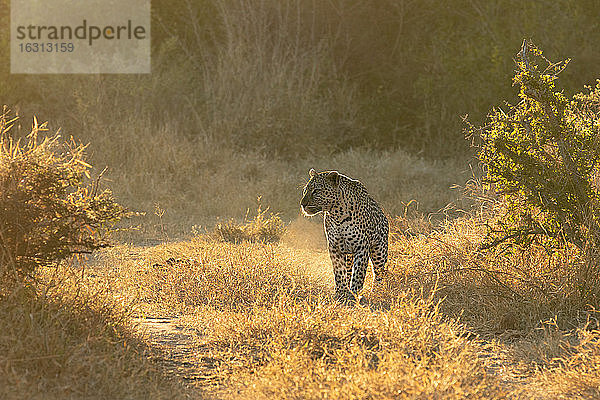 Ein Leopard  Panthera pardus  läuft durch kurzes Gras  im Gegenlicht  schaut aus dem Rahmen