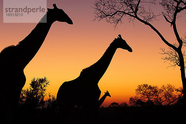 Silhouette von drei Giraffen  Giraffa camelopardalis giraffa  vor einem rosa-gelben Sonnenuntergang