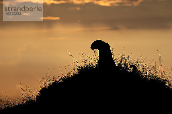 Die Silhouette eines Leoparden  Panthera pardus  der auf einem Termitenhügel vor einem Sonnenuntergang sitzt