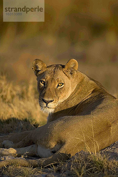 Afrikanischer Löwe  Panthera leo  am Boden liegendes Weibchen  Moremi-Reservat  Botswana  Afrika.