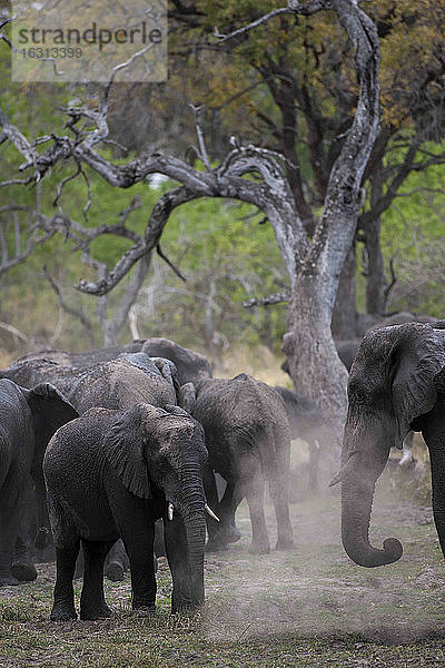 Herde afrikanischer Elefanten  Loxodonta africana  Moremi-Reservat  Botswana  Afrika.