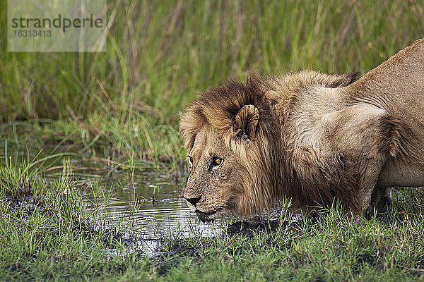 Afrikanischer Löwe  Panthera leo  Männchen am Wasserloch im Moremi-Reservat  Botswana  Afrika.