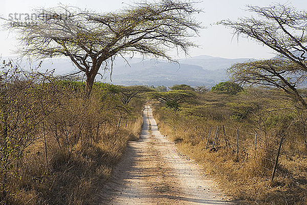 Blick entlang eines Feldweges durch Akazienbäume  Südliches Afrika.