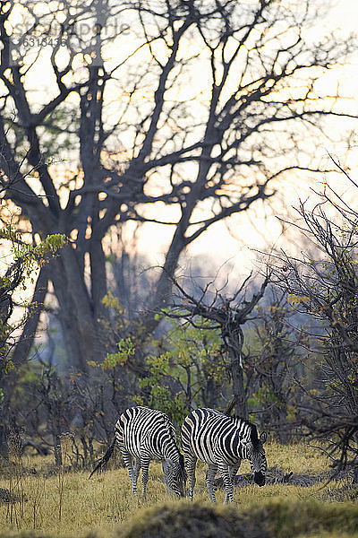Zwei Burchell-Zebras weiden im Moremi-Reservat in Botswana.