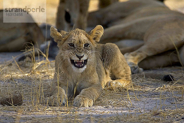 Afrikanischer Löwe  Panthera leo  Jungtier am Boden liegend  vor der Kamera knurrend