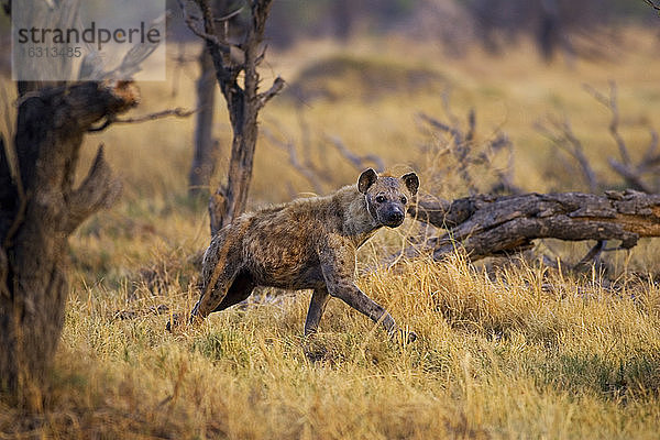 Hyäne  die durch Gras im Moremi-Reservat läuft  Botswana  Afrika