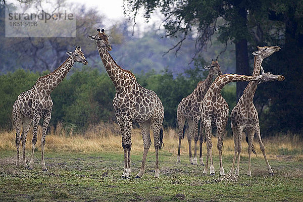Kleine Gruppe südafrikanischer Giraffen  Camalopardalis Giraffa  Moremi-Reservat  Botswana  Afrika.