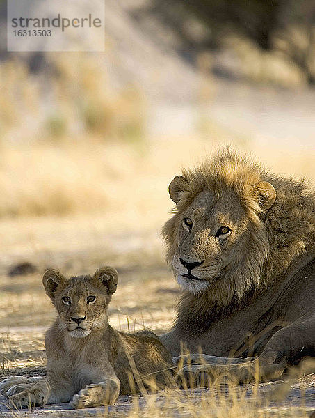 Afrikanischer Löwe  Panthera leo  Männchen und Jungtier am Boden liegend im Moremi-Reservat  Botswana  Afrika.