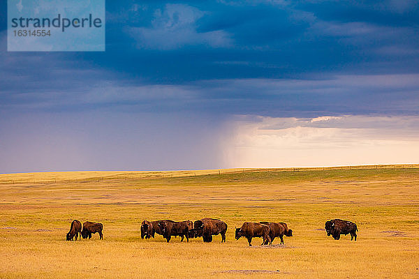 Amerikanischer Bison in seinem natürlichen Lebensraum in den Badlands  South Dakota  Vereinigte Staaten von Amerika  Nordamerika