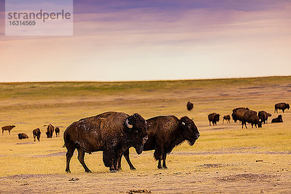 Amerikanischer Bison in seinem natürlichen Lebensraum in den Badlands  South Dakota  Vereinigte Staaten von Amerika  Nordamerika