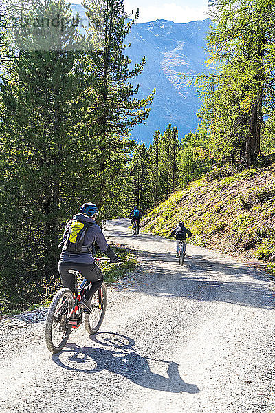 Mountainbiker auf Downhill-Pfad durch Wälder Richtung Celerina  Engadin  Kanton Graubünden  Schweiz  Europa