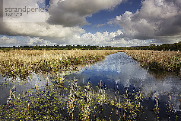 Sümpfe und Schilf im Westhay Moor Nature Reserve  Teil der Avalon Marshes  in den Somerset Levels  in der Nähe von Glastonbury  Somerset  England  Grossbritannien  Europa