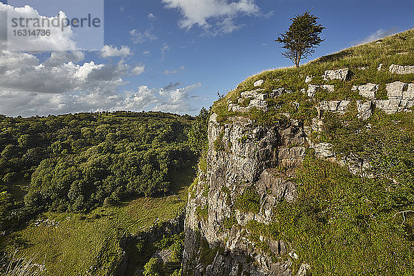 Die Kalksteinklippen der Cheddar-Schlucht in den Mendip-Hügeln  in der Nähe von Cheddar  Somerset  England  Vereinigtes Königreich  Europa