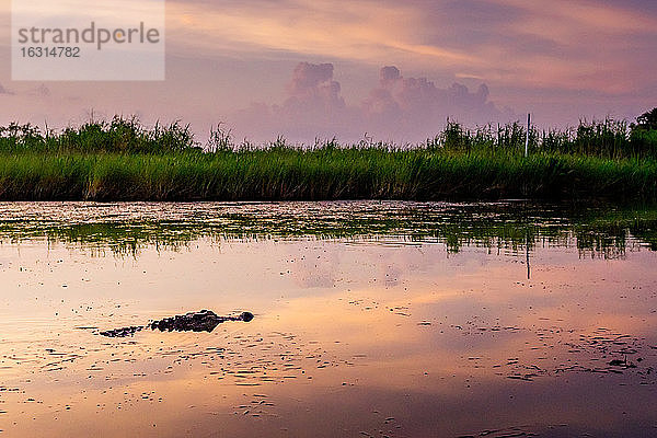 In der Alligator Alley gibt es so viele Alligatoren  dass es unmöglich ist  keinen einzigen zu übersehen  Louisiana  Vereinigte Staaten von Amerika  Nordamerika