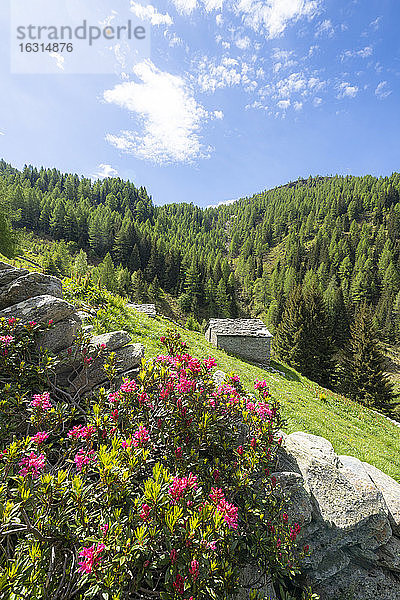 Blühende Rhododendren umgeben Hütten und Wälder  Porcile-Seen  Tartano-Tal  Veltlin  Provinz Sondrio  Lombardei  Italien  Europa