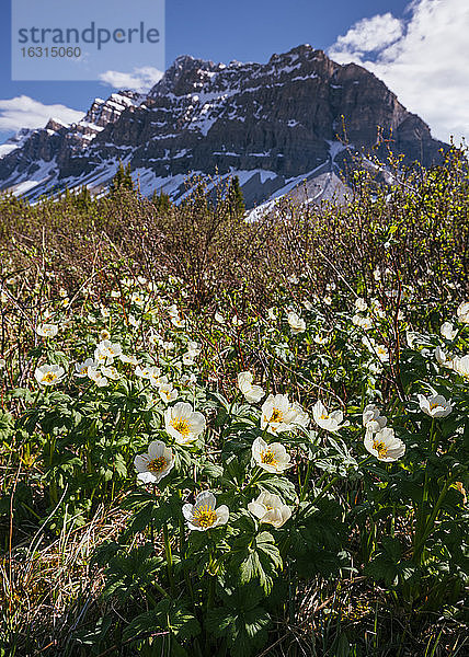 White Globe Flowers und Crowfoot Mountain  Banff National Park  UNESCO-Weltkulturerbe  Alberta  Kanadische Rockies  Kanada  Nordamerika