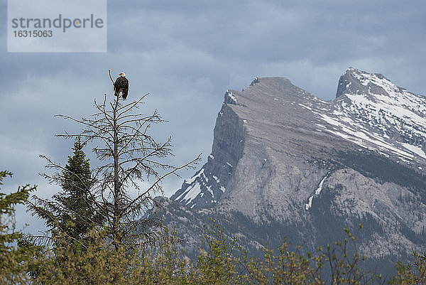 Weißkopfseeadler mit Mount Rundle im Hintergrund  Banff-Nationalpark  UNESCO-Weltkulturerbe  Alberta  Kanadische Rocky Mountains  Kanada  Nordamerika