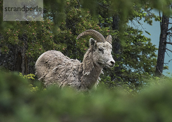 Dickhornschafbock (Ovis canadensis)  Banff National Park  Alberta  Kanada  Nordamerika