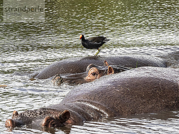 Ein erwachsenes Flusspferd (Hippopotamus amphibius) mit einem gemeinen Teichhuhn  Ngorongoro-Krater  Tansania  Ostafrika  Afrika