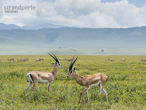 Erwachsene männliche Grantgazellen (Nanger granti)  innerhalb des Ngorongoro-Kraters  UNESCO-Weltkulturerbe  Tansania  Ostafrika  Afrika