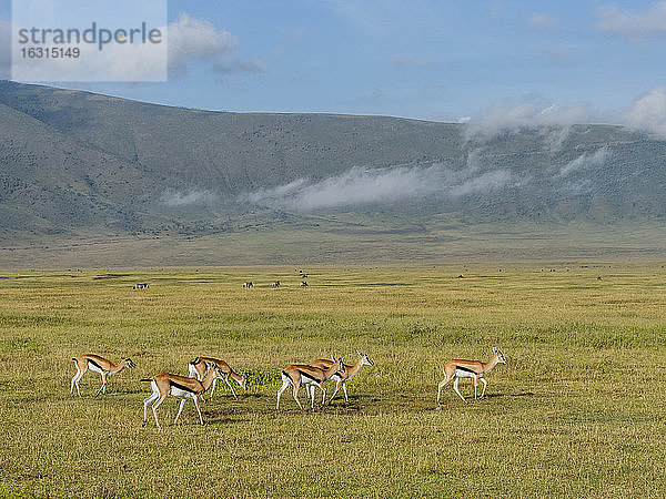 Thomsongazellen (Eudorcas thomsonii)  im Ngorongoro-Krater  UNESCO-Weltkulturerbe  Tansania  Ostafrika  Afrika