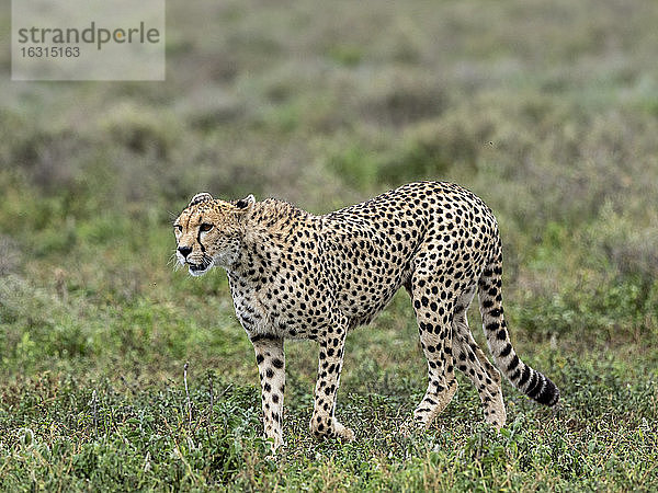 Ausgewachsener Gepard (Acinonyx jubatus) auf der Pirsch auf der Großen Wanderung im Serengeti-Nationalpark  Tansania  Ostafrika  Afrika
