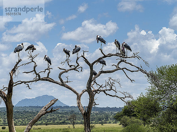 Erwachsene Marabu-Störche (Leptoptilos crumenifer)  die in einem Baum im Tarangire-Nationalpark schlafen  Tansania  Ostafrika  Afrika