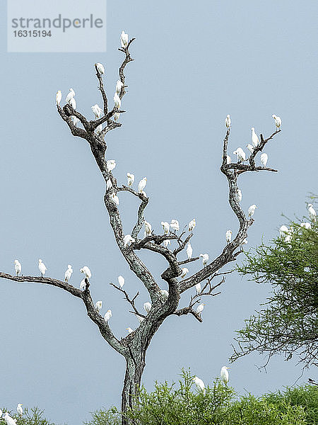 Kuhreiher (Bubulcus ibis)  die in einem Baum im Tarangire-Nationalpark schlafen  Tansania  Ostafrika  Afrika