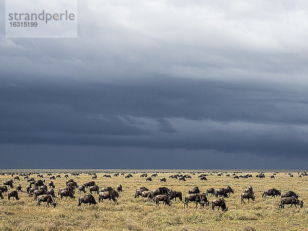 Eine Verwechslung von Streifengnus (Connochaetes taurinus)  zur Grossen Migration  Serengeti-Nationalpark  Tansania  Ostafrika  Afrika