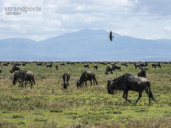 Eine Verwechslung von Streifengnus (Connochaetes taurinus)  zur Großen Wanderung  Serengeti-Nationalpark  Tansania  Ostafrika  Afrika