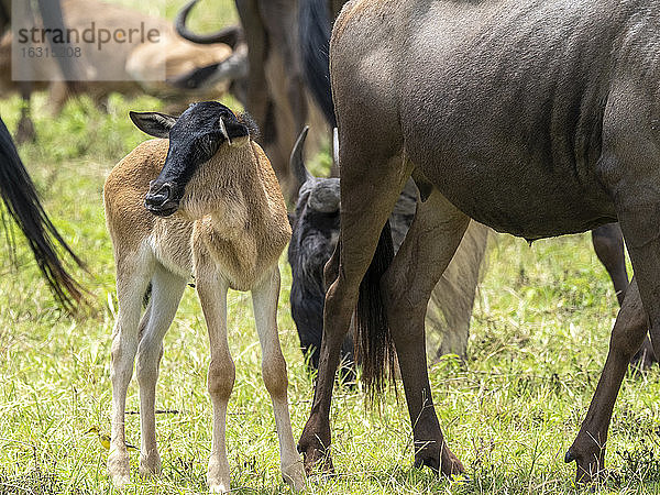 Mutter und neugeborenes Kalb Weißschwanzgnu (Connochaetes taurinus)  Ngorongoro-Krater  Tansania  Ostafrika  Afrika