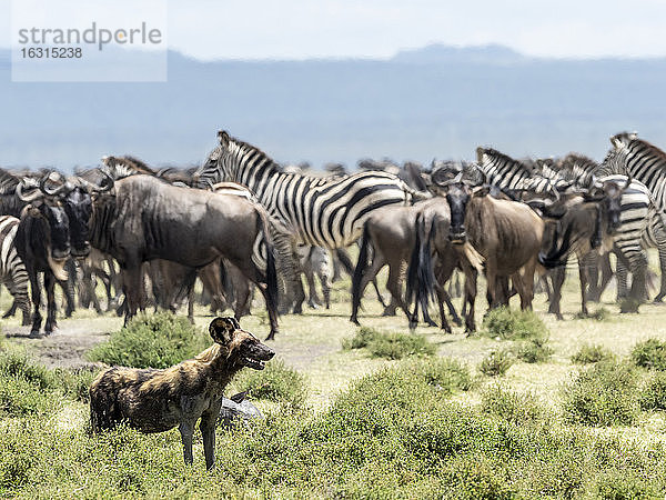 Afrikanischer Wildhund (Lycaon pictus)  sondierende Zebras und Gnus im Serengeti-Nationalpark  Tansania  Ostafrika  Afrika