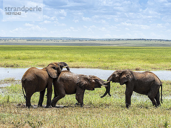 Junge afrikanische Buschelefanten (Loxodonta africana)  die im Wasser spielen  Tarangire-Nationalpark  Tansania  Ostafrika  Afrika