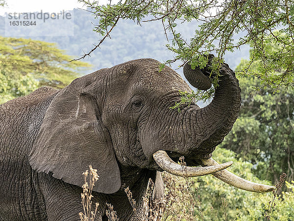 Afrikanischer Buschelefant (Loxodonta africana)  der sich im Ngorongoro-Krater ernährt  Tansania  Ostafrika  Afrika
