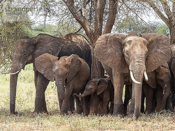 Eine Herde afrikanischer Buschelefanten (Loxodonta africana)  Tarangire-Nationalpark  Tansania  Ostafrika  Afrika