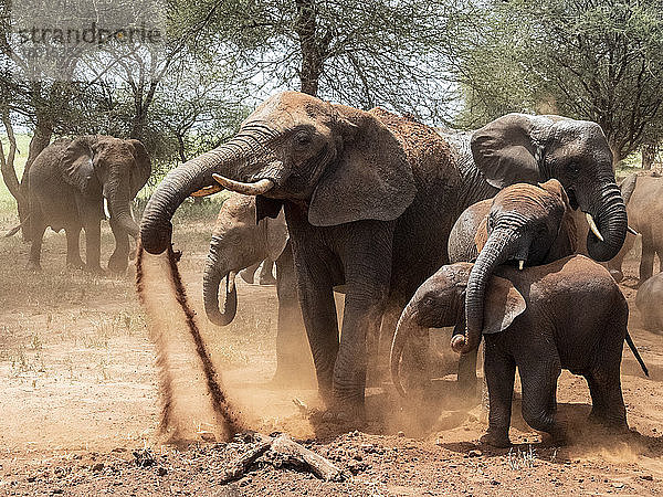 Afrikanische Buschelefanten (Loxodonta africana)  die ein Staubbad nehmen  Tarangire-Nationalpark  Tansania  Ostafrika  Afrika