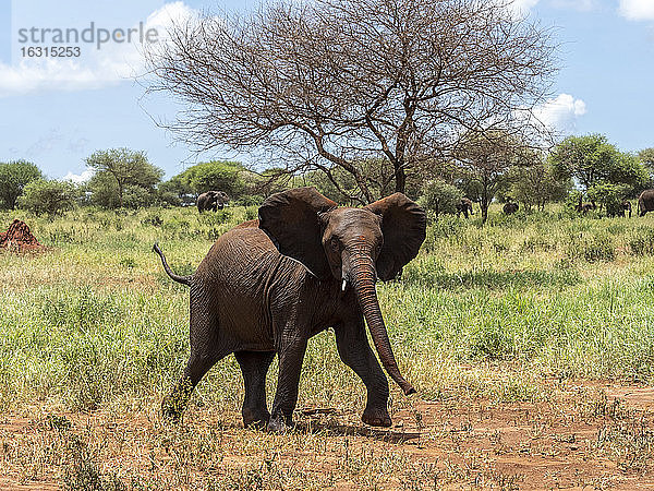 Ein junger afrikanischer Buschelefant (Loxodonta africana)  Tarangire-Nationalpark  Tansania  Ostafrika  Afrika